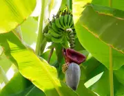 Bananicultura no Brasil 2
