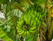 Bananicultura no Brasil 3