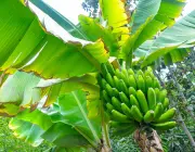 Bananicultura no Brasil 5