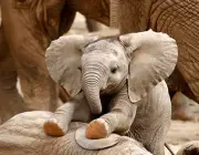 Bebês Elefante 1