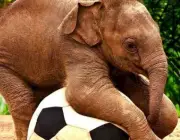 Bebês Elefante 3