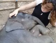 Bebês Elefante 4