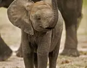 Bebês Elefante 5