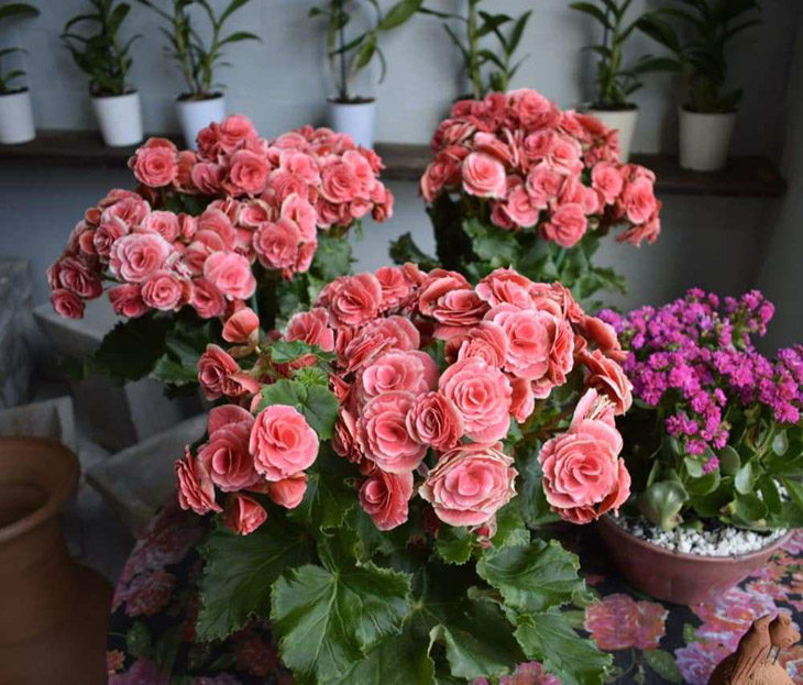Flores Que Gostam de Sombra e Florescem o Ano Todo | Mundo Ecologia