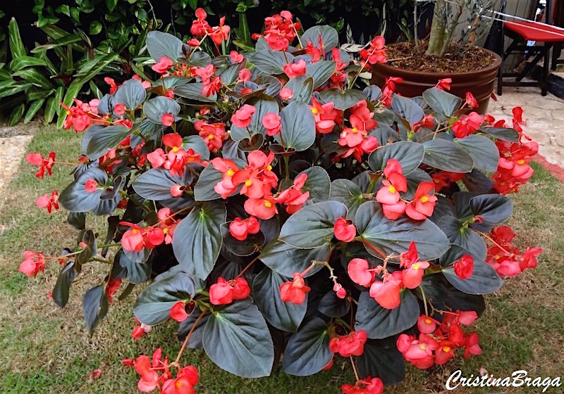 Flores Que Gostam de Sombra e Florescem o Ano Todo | Mundo Ecologia