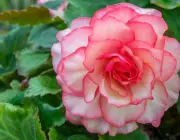 54288524 - pink begonia flower