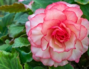 54288524 - pink begonia flower