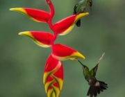 Beija-Flor na Heliconia 2