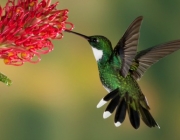 Beija-Flor na Heliconia 3