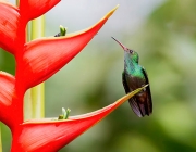 Rufous-tailed Hummingbird perched on a Heliconia flower