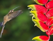 Beija-Flor na Heliconia 5