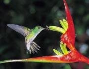 Beija-Flor na Heliconia 6