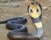 Belas Imagens de Cobras 2