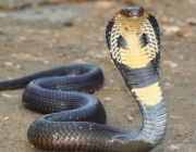 Belas Imagens de Cobras 2