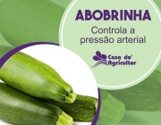 Benefício da Abobrinha Para a Saúde 3