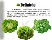 Benefícios da Alface Crespa 2