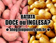 Batata Inglesa eou Batata Doce