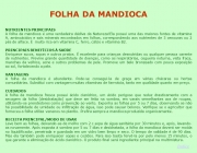 NUTRIENTES PRINCIPAIS. A folha da mandioca é uma verdadeira dádiva da Natureza!Ela possui uma das maiores fontes de vitamina A, aminoácidos e sais minerais encontrados em folhas, correspondendo aos nutrientes de 3 cenouras ou 2 pés de alface. É muito rica em vitamina C, ferro, cálcio e vitamina B2. PRINCIPAIS BENEFÍCIOS À SAÚDE. Enriquece sucos, sopas e outros pratos. É excelente para crianças desnutridas ou qualquer pessoa carente de nutrientes. Previne grande quantidade de doenças, como as respiratórias, cegueira noturna, vista fraca, manchas da velhice, acne e outros problemas de pele. Promove um belo bronzeado com pouca exposição ao sol, fortalecendo a pele. VANTAGENS. A folha da mandioca é abundante. Pode-se consegui-la de graça em várias chácaras ou hortas comunitárias. Substitui com vantagem muitas vitaminas de farmácia, tanto em qualidade quanto em preço. CUIDADOS. A folha da mandioca fresca possui ácido cianídrico, um ácido perigoso que reduz drasticamente com a secagem da folha (desidratação) que deve ser feita na sombra, em varais semelhantes aos de roupas, utilizando-se prendedores como prevenção ao vento. Exponha as folhas por 5 ou 7 dias, observando se não há possibilidade de umidade ou infiltração de água, isso pode causar bolores. Verifique se o agricultor que forneceu a folha utiliza venenos no plantio. Prefira sempre a mandioca produzida organicamente. RECEITA PRINCIPAL/MODO DE USAR. Lave bem as folhas, deixando-as de molho com 2 c.sopa de água sanitária por 30 minutos e, após, lavando-as novamente. Após exposta à sombra por 5 ou 7 dias e desidratada, a folha da mandioca deverá ser moída no liquidificador, peneirada e guardada em um vidro bem limpo e seco. O tempo de validade é de 90 dias. Mas ela também pode enriquecer sopas e cozidos. Para isso basta fervê-la por pelo menos 15 minutos, o que garante a eliminação do ácido cianídrico. O produto final será ingrediente principal na multimistura. Índice.