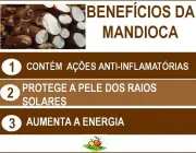 Benefícios da Mandioca 4