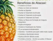 Benefícios do Abacaxi 4