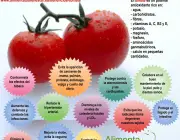 Benefícios do Tomate 2