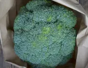 Bichinhos no Brócolis 4