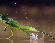 Bichos Estranhos da Amazônia 1