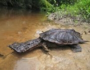 Bichos Estranhos da Amazônia 4