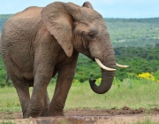 Big Five Elefante