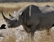 Big Five Rinoceronte