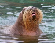 Bigode das Focas 6