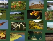 Biodiversidade Ecológica do Brasil 5