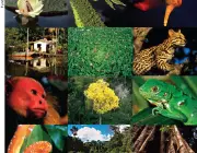 Biodiversidade na Amazônia 5