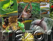 Biodiversidade na Amazônia 6