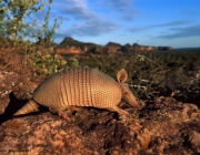 Bioma do Cerrado 4