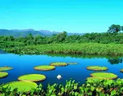 Bioma do Pantanal 1