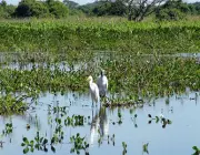 Bioma do Pantanal 4