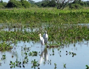 Bioma do Pantanal 4