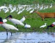 Bioma do Pantanal 5