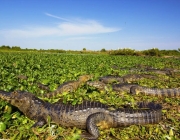 Bioma do Pantanal 6