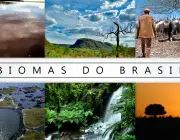 Biomas do Brasil 5