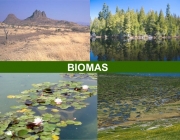 Biomas 4