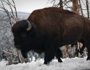 Bisontes em Yellowstone 1