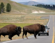 Bisontes em Yellowstone 2