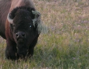 Bisontes em Yellowstone 3