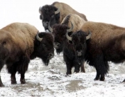 Bisontes em Yellowstone 4