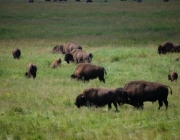 Bisontes em Yellowstone 5