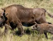 Bisontes em Yellowstone 6