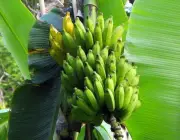 Bananeira 5