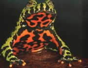 Bombina Orientalis 5